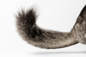 chinchilla cute tail