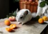 Can Chinchillas Eat Fruits?