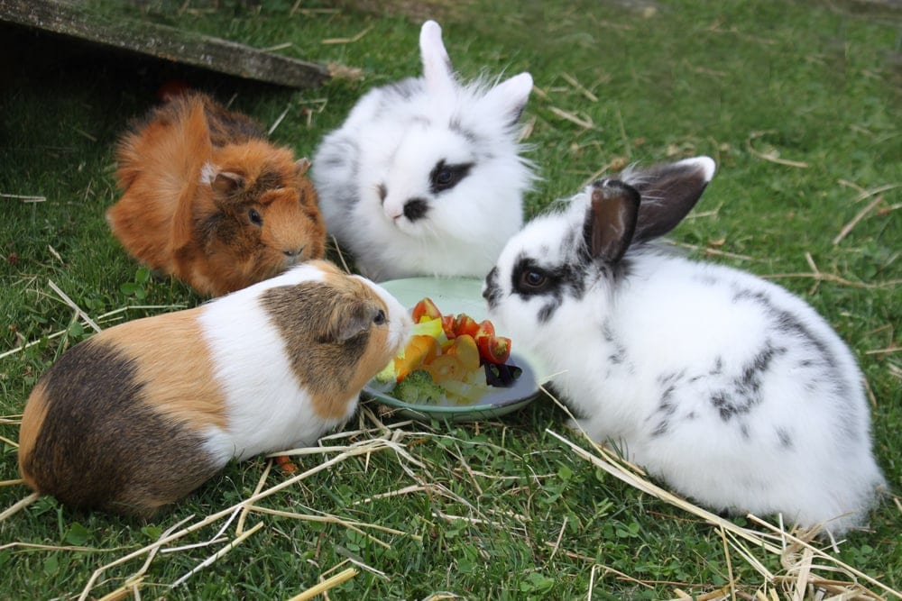 chinchilla eats with rabbits