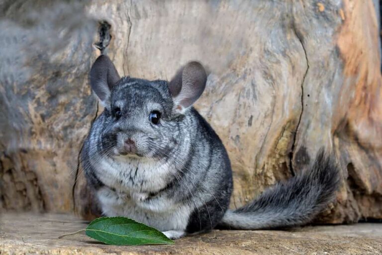 How Much Do Chinchillas Weigh? Average Weight » Petsoid