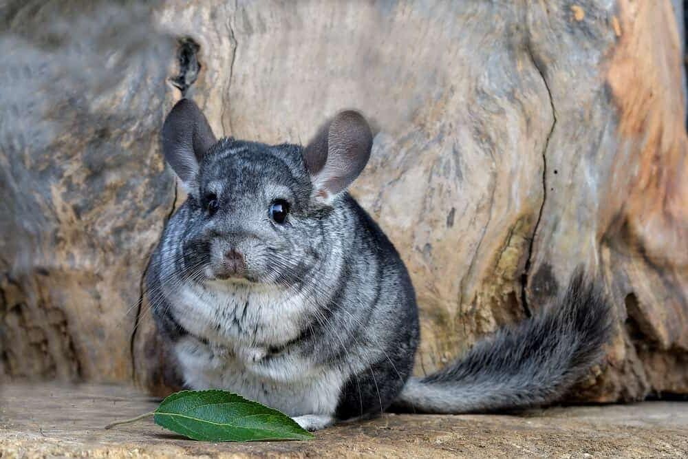 chinchilla fat e1591447295986