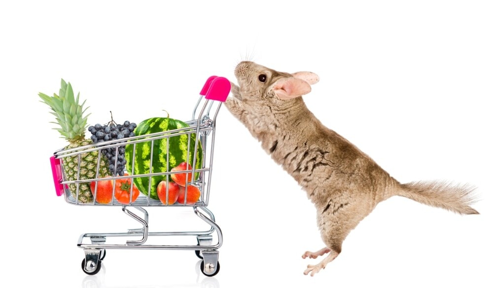 chinchilla goes shopping e1591970346314