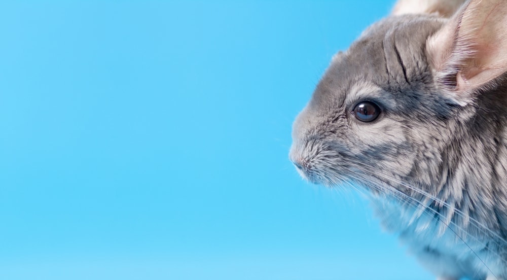 chinchilla grey money