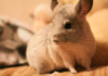 4 Reasons Why Your Chinchilla Lose its Fur