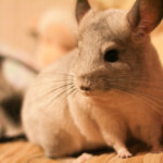 chinchilla happy