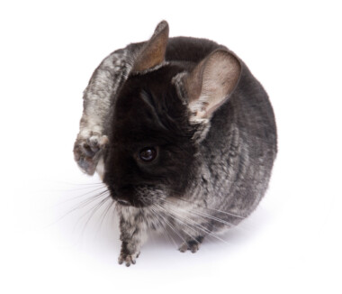 Can Chinchillas Get Fleas? » Petsoid