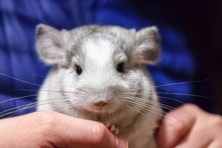 Can Chinchillas Get Wet? » Petsoid