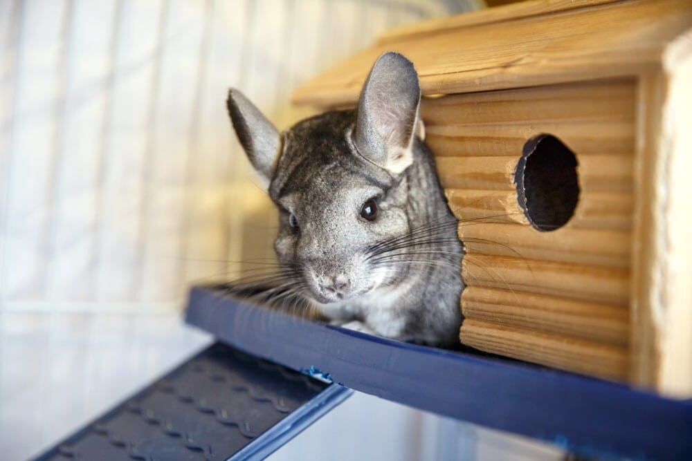 chinchilla angry