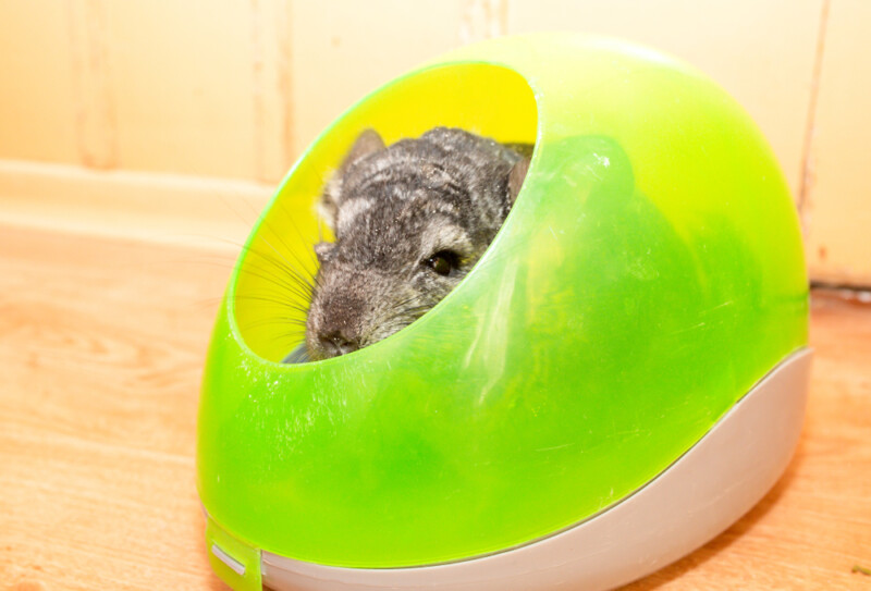 Why Do Chinchillas Bathe in Dust? » Petsoid