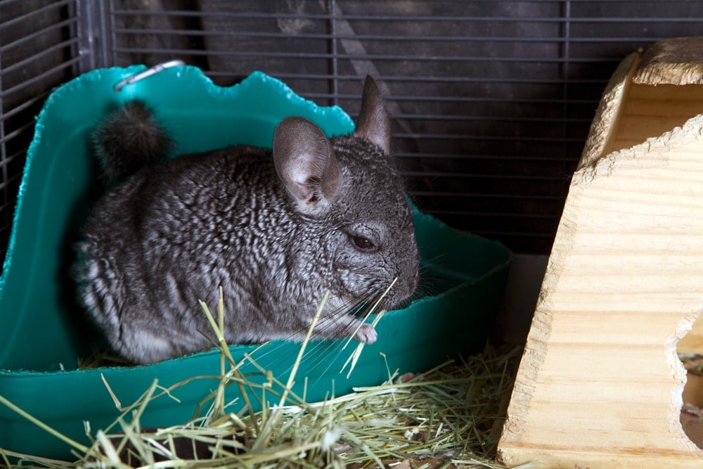 chinchilla in a toilet