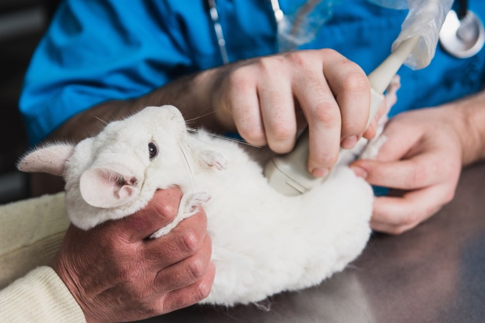 do chinchillas lose their hair when scared