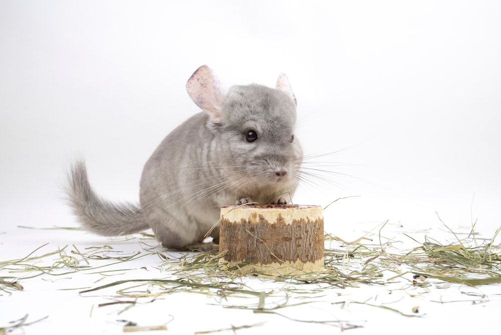 chinchilla making cheese