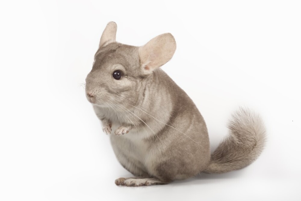 chinchilla mini e1591969874657