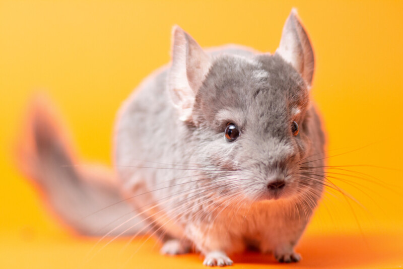 How Difficult Are Chinchillas to Take Care of? » Petsoid