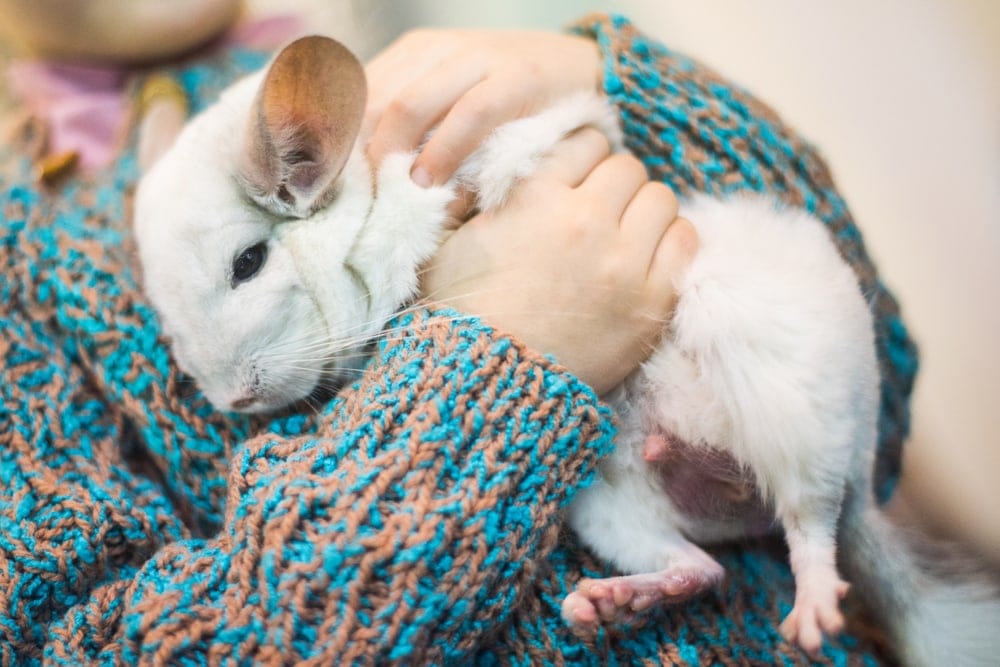 How Difficult Are Chinchillas to Take Care of? » Petsoid