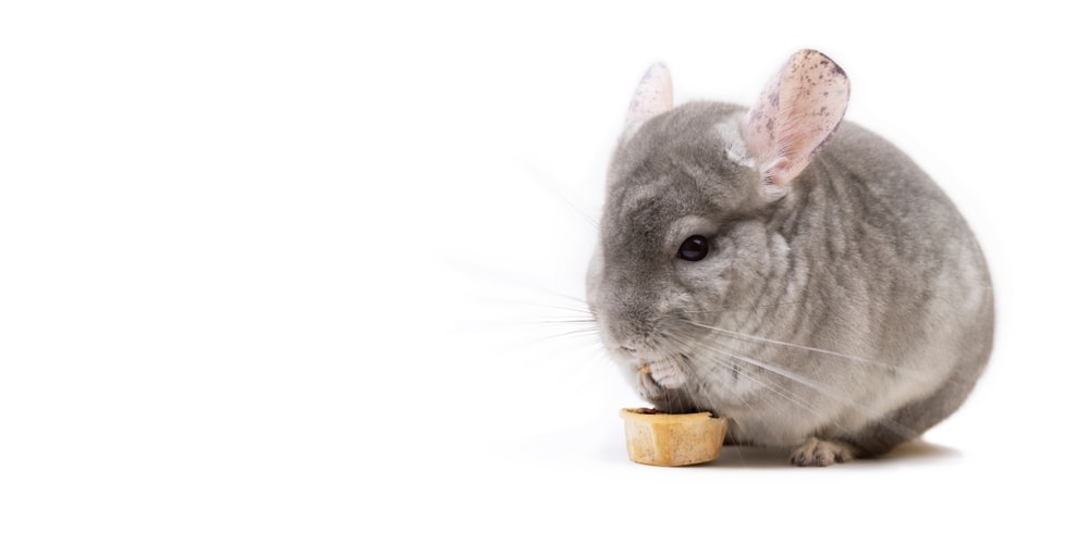 chinchilla white background