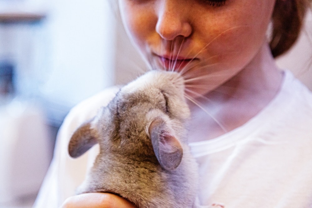 chinchilla with kid