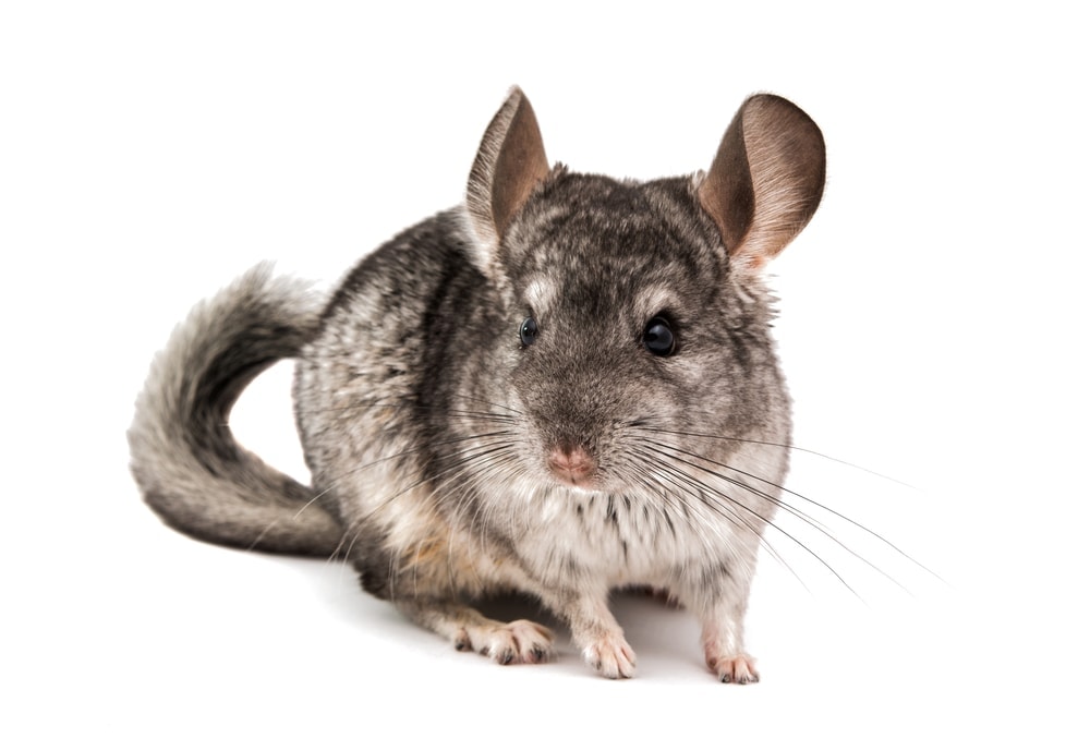 do chinchillas lose their hair when scared