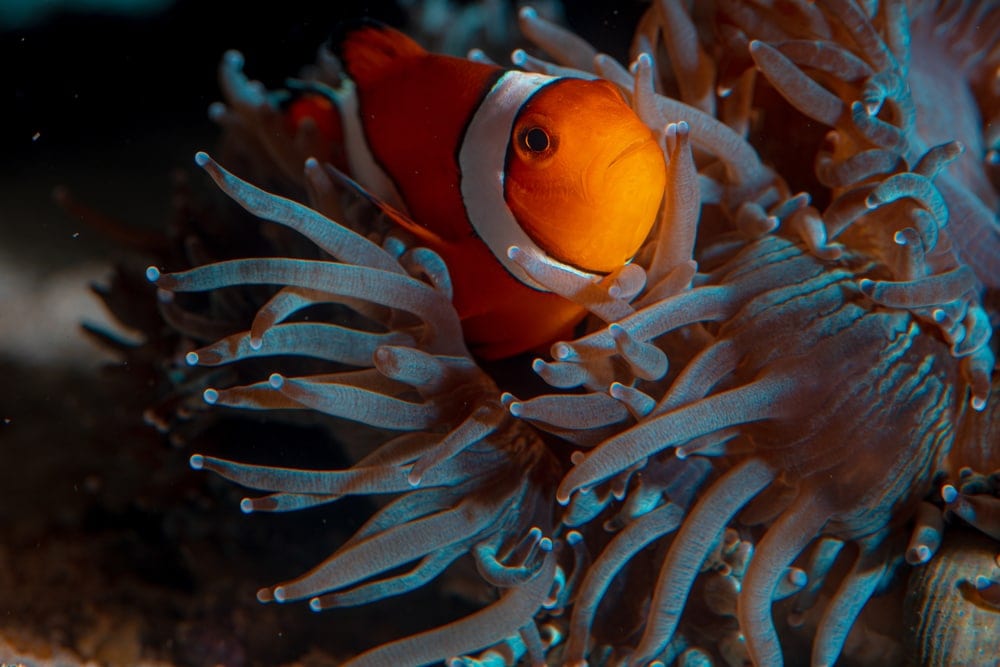 clownfish in corals