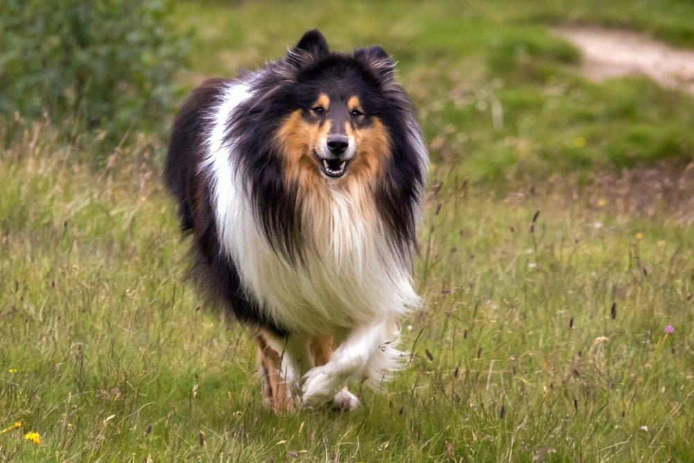 collie running