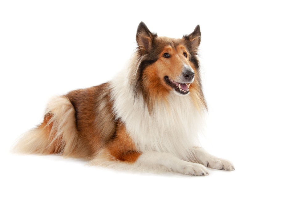 collie white background