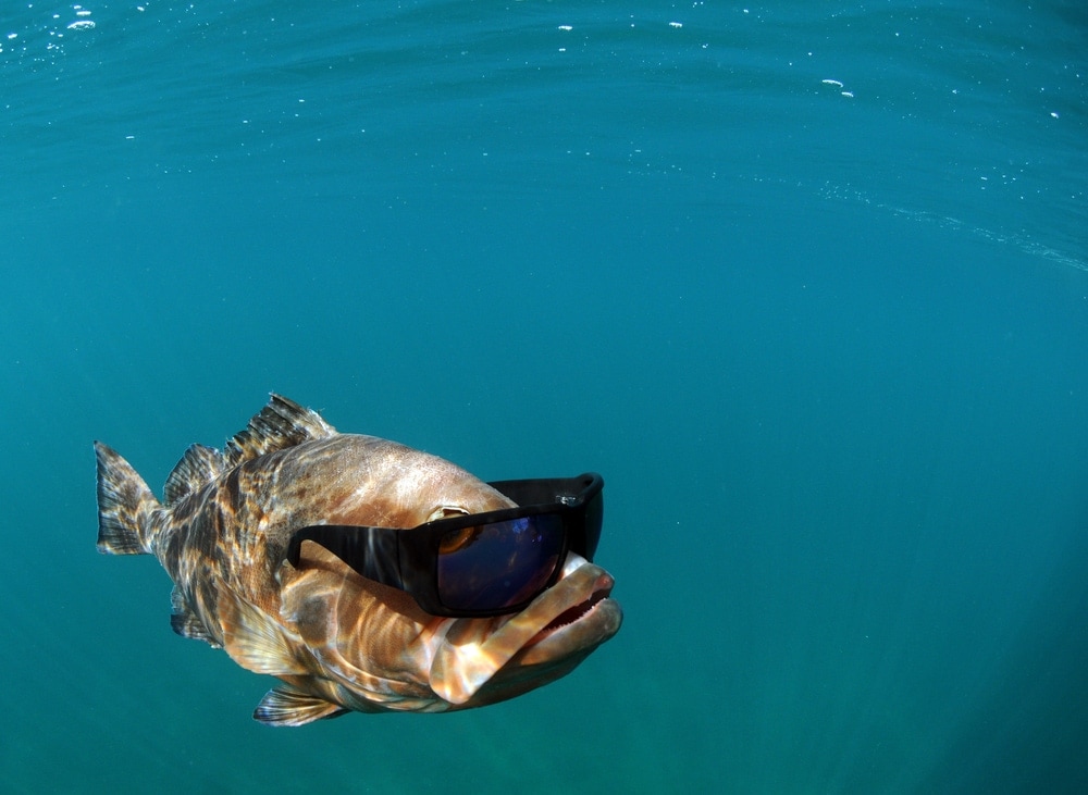 cool fish in glasses