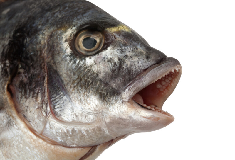 Do Fish Cough or Sneeze? » Petsoid