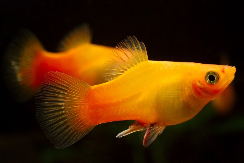 couple gold platy fish