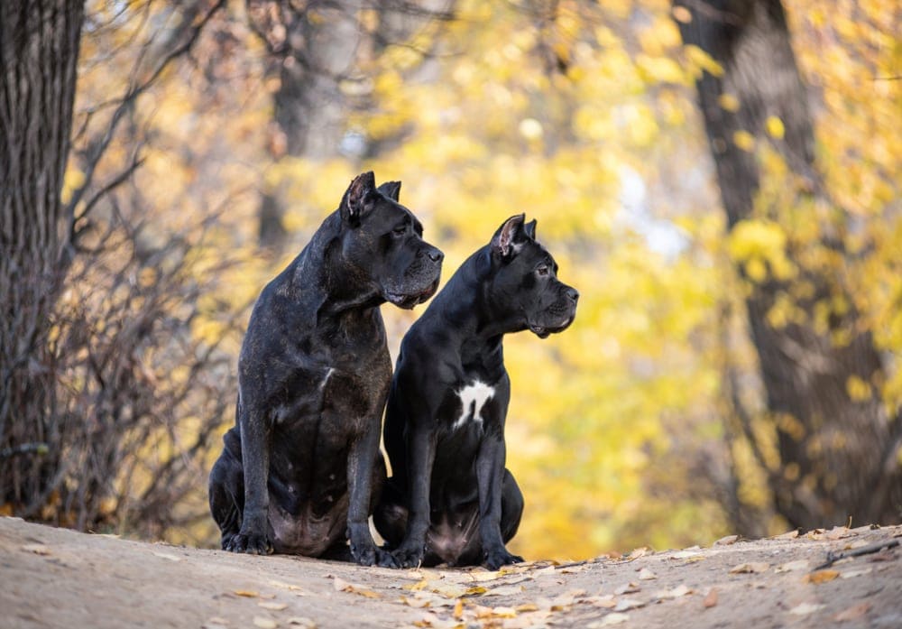 couple of italian cane corso