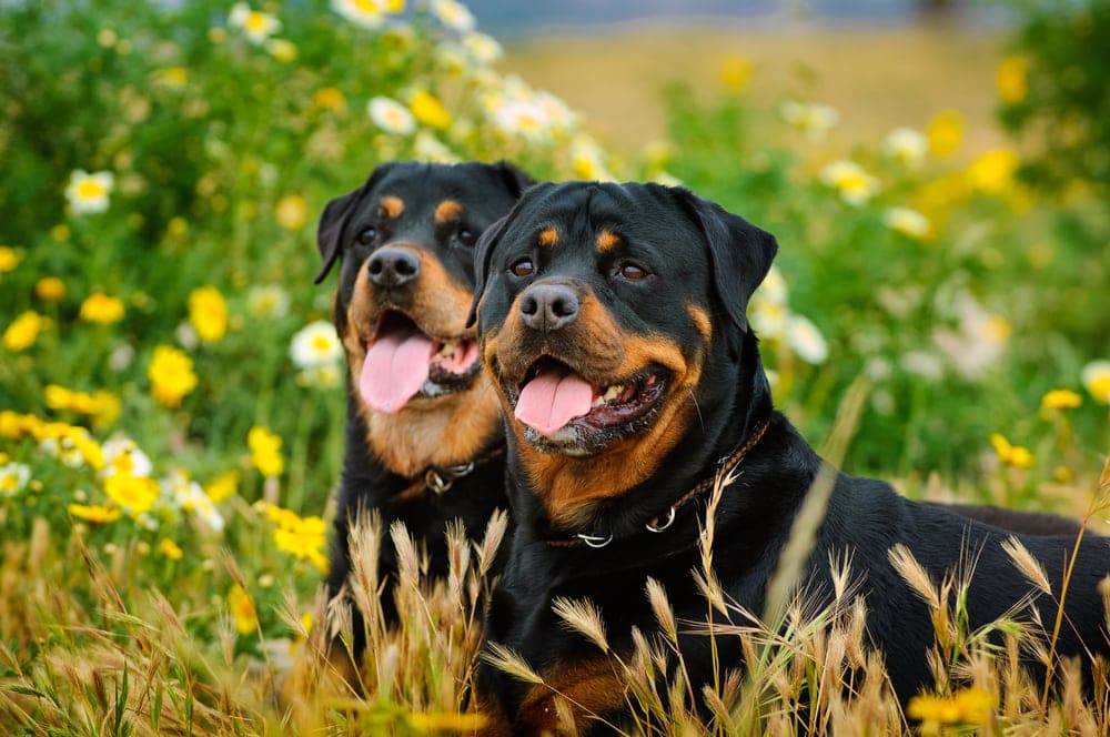 couple rottweilers in the yard