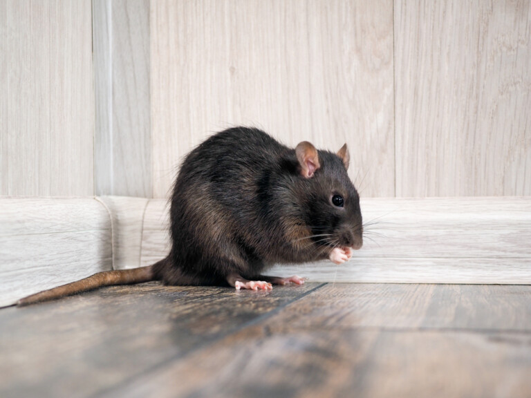 Pet Rat Sneezing Treatments & Information » Petsoid