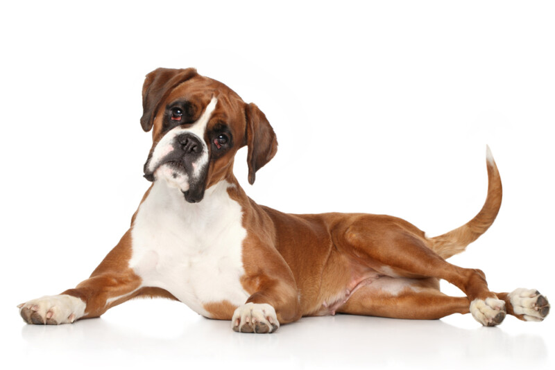 Are Boxers Hypoallergenic? Do They Shed a Lot? » Petsoid