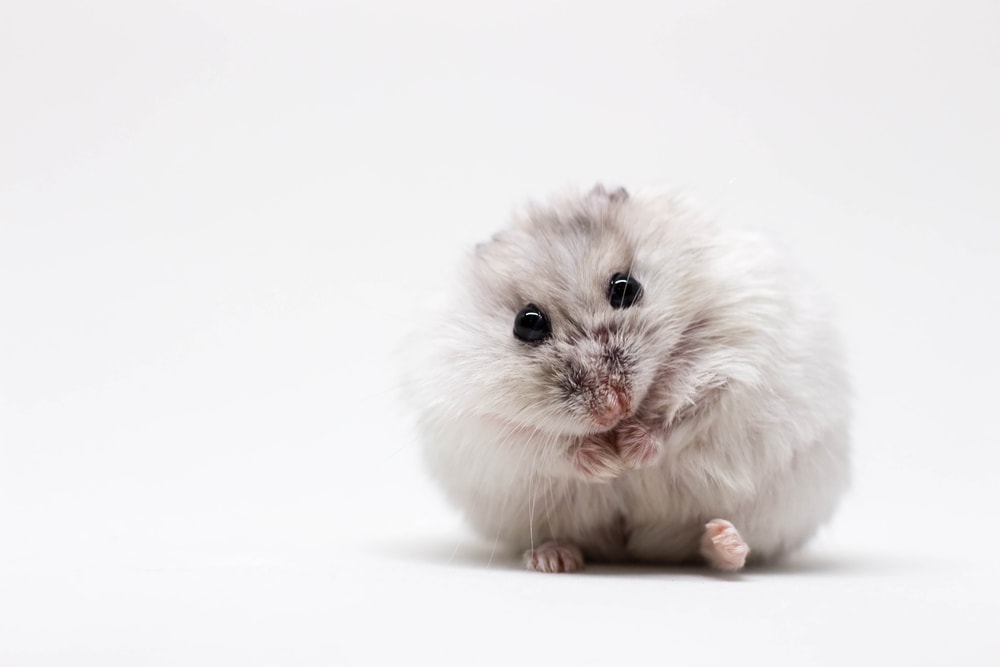 cute hamster