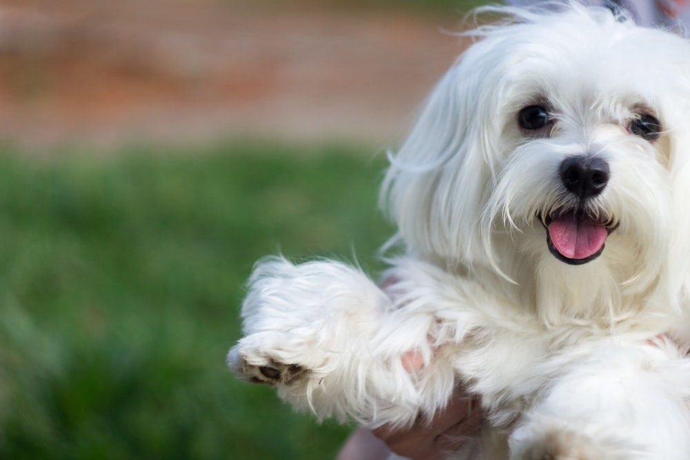 bald maltese