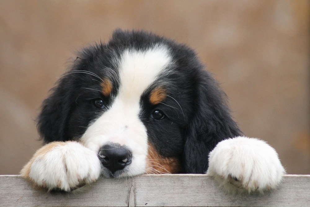 bernese mountain dog hypoallergenic mix