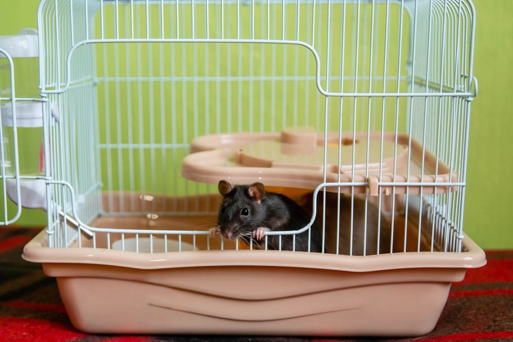 rat cage bedding