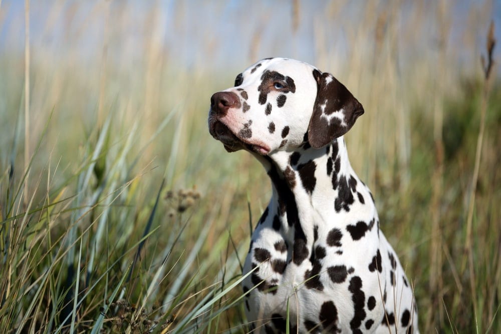 dalmatian in a grass