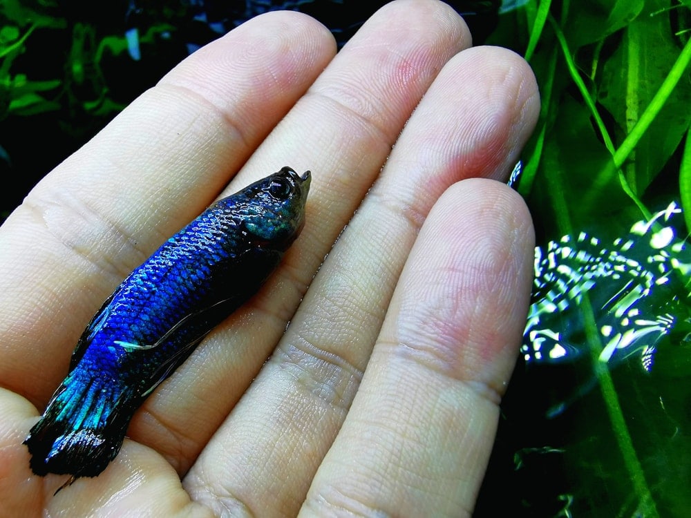 dead fish on a hand