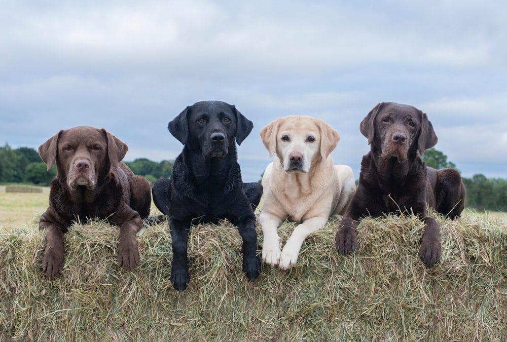 different colors labradors