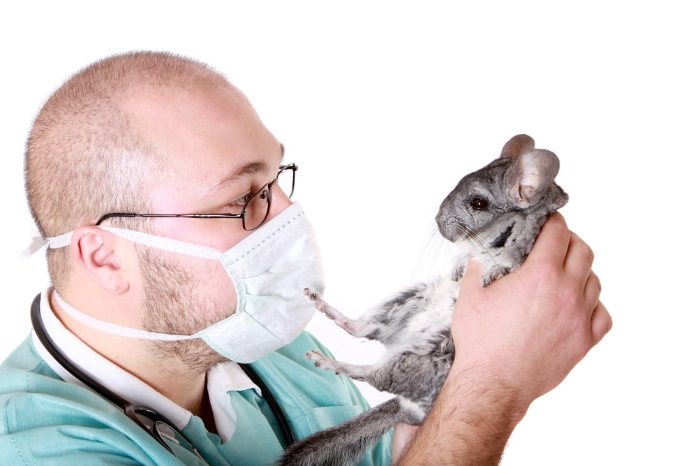 doctor and chinchilla
