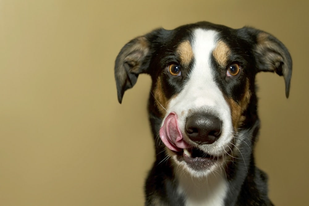 what happens if you give a dog a hot cheeto