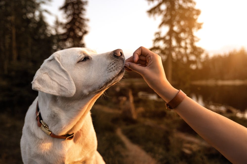 are black jelly beans bad for dogs