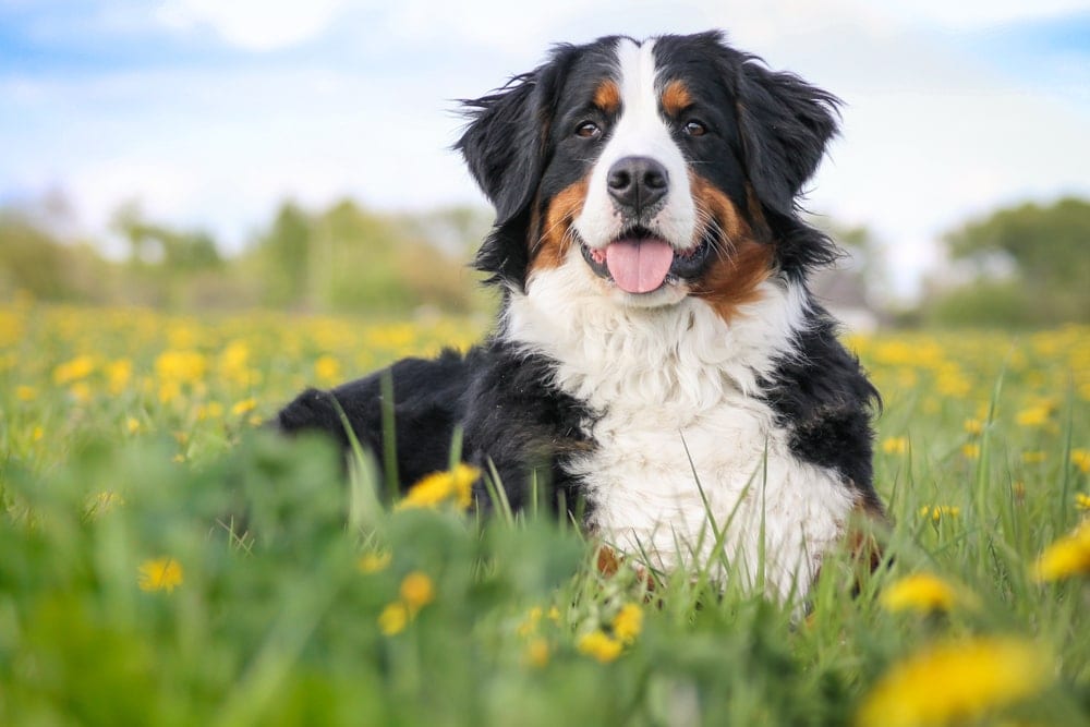 dog in a grass