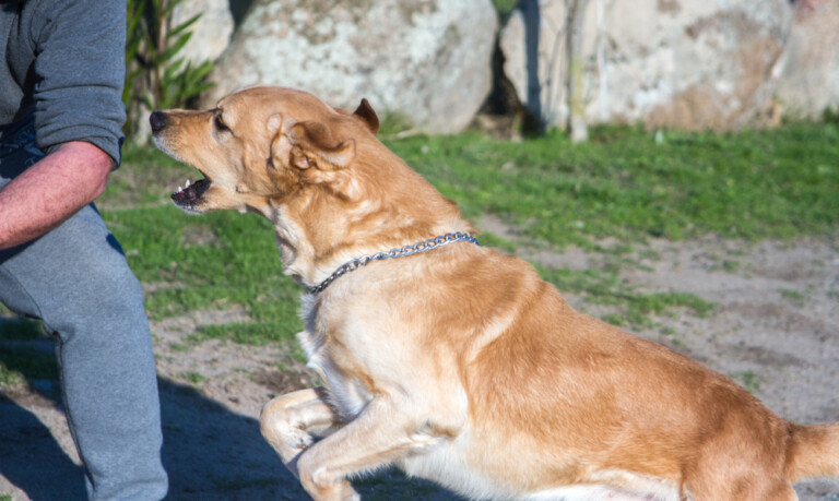 Do Labradors Protect Their Owner? » Petsoid
