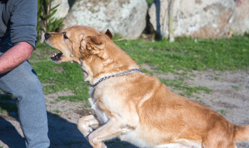 Do Labradors Protect Their Owner Petsoid