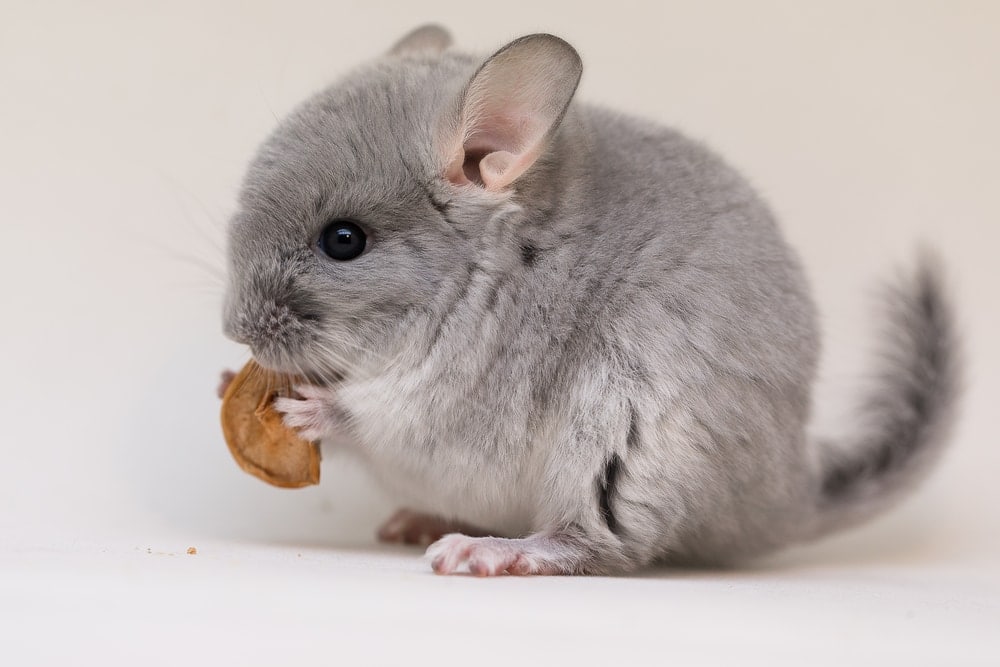 eating chinchilla