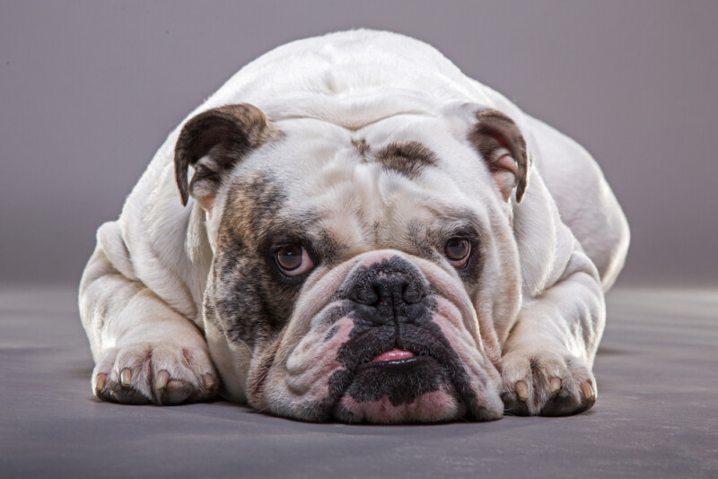 Are Bulldogs Hypoallergenic? Do They Ahed a Lot? » Petsoid