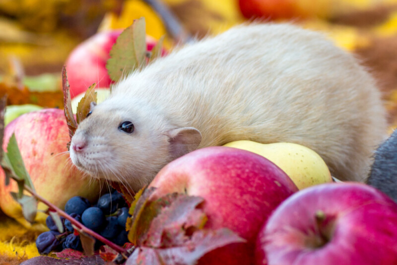 How Much do Pet Rats Weigh? » Petsoid