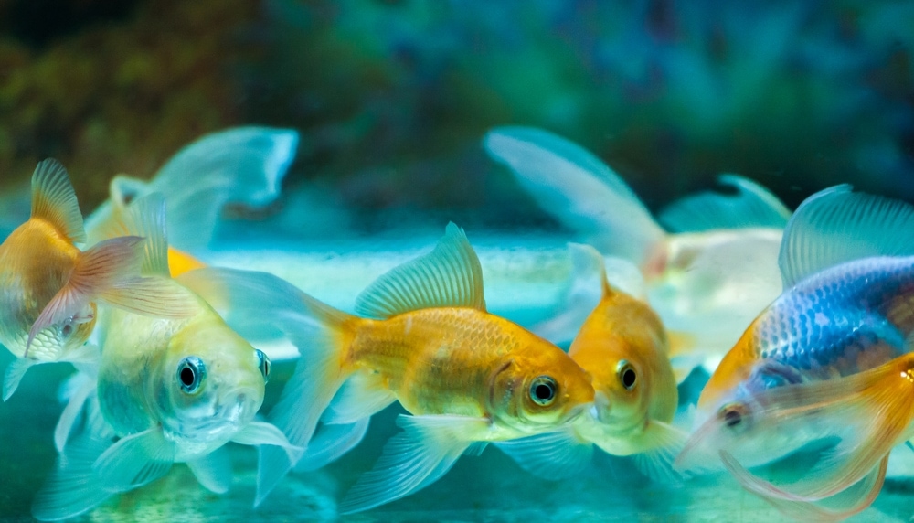 fish in aquarium