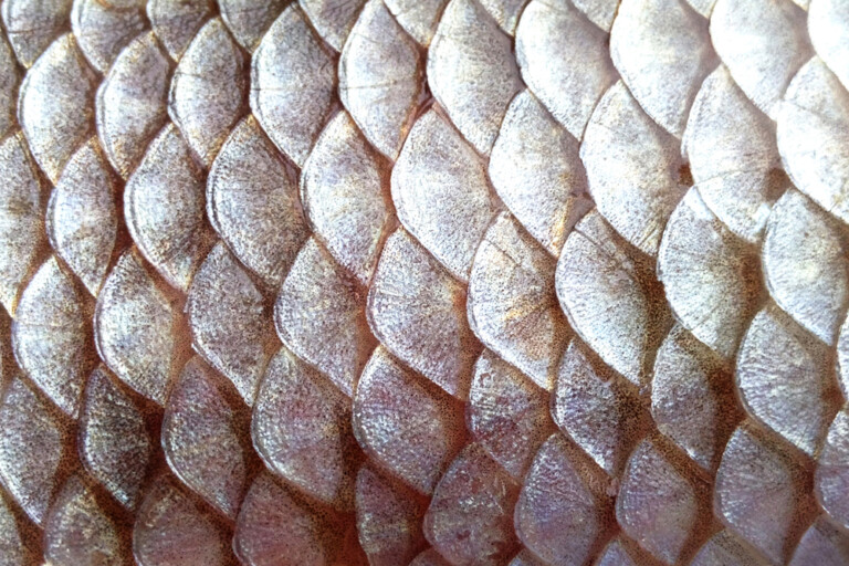 Do Fish Shed Their Scales? » Petsoid